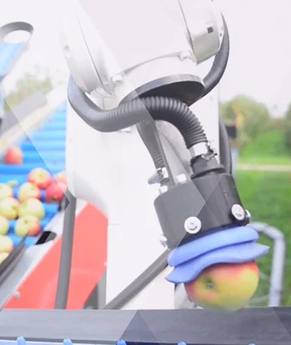 Grijper van de appelplukrobot (NXTGEN HighTech Agrifood UC5, Fontys) boven de sorteerband.