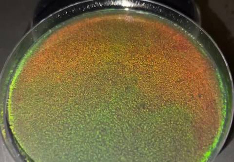 Petrischaal met iriserende flavobacteriën uit ChromoFlavo.