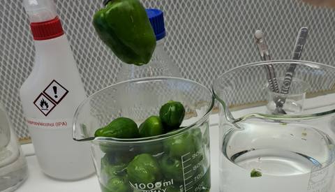 Paprika's in het lab van Gezonde bloem, gezonde vrucht (Inholland).
