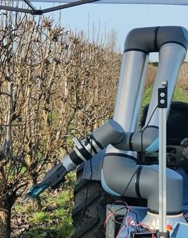 UR-robotarm op de Gibas-opstelling in de perenboomgaard van Inholland Smart Farming.